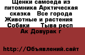 Щенки самоеда из питомника Арктическая сказка - Все города Животные и растения » Собаки   . Тыва респ.,Ак-Довурак г.